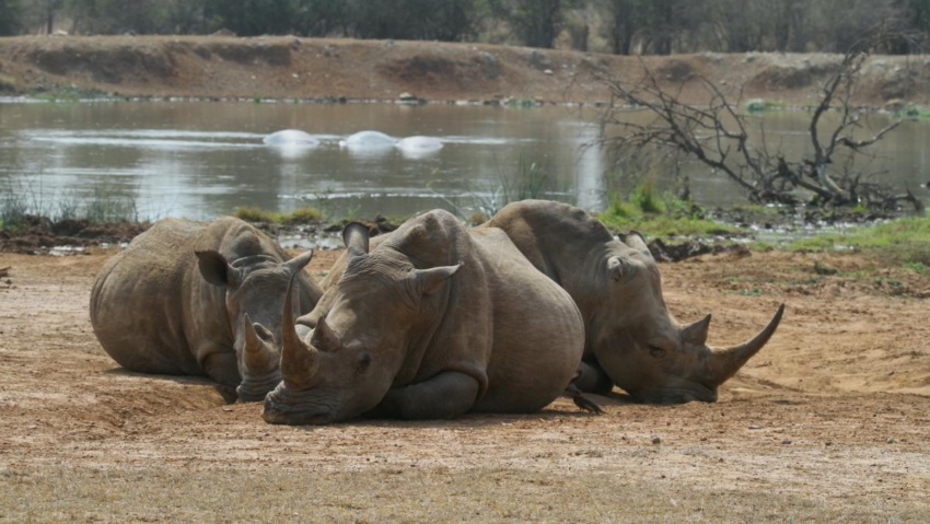 rhinos hlane swaziland