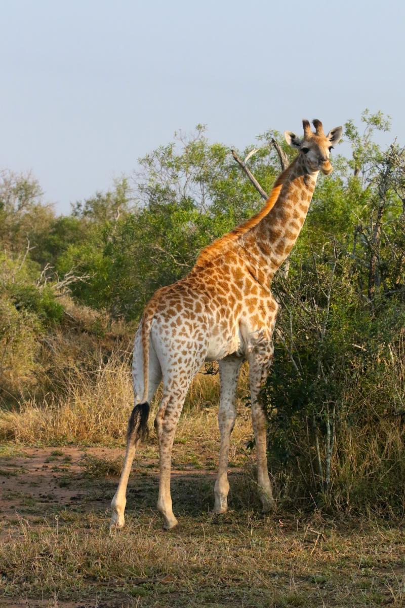 mhkaya_giraffe.jpeg