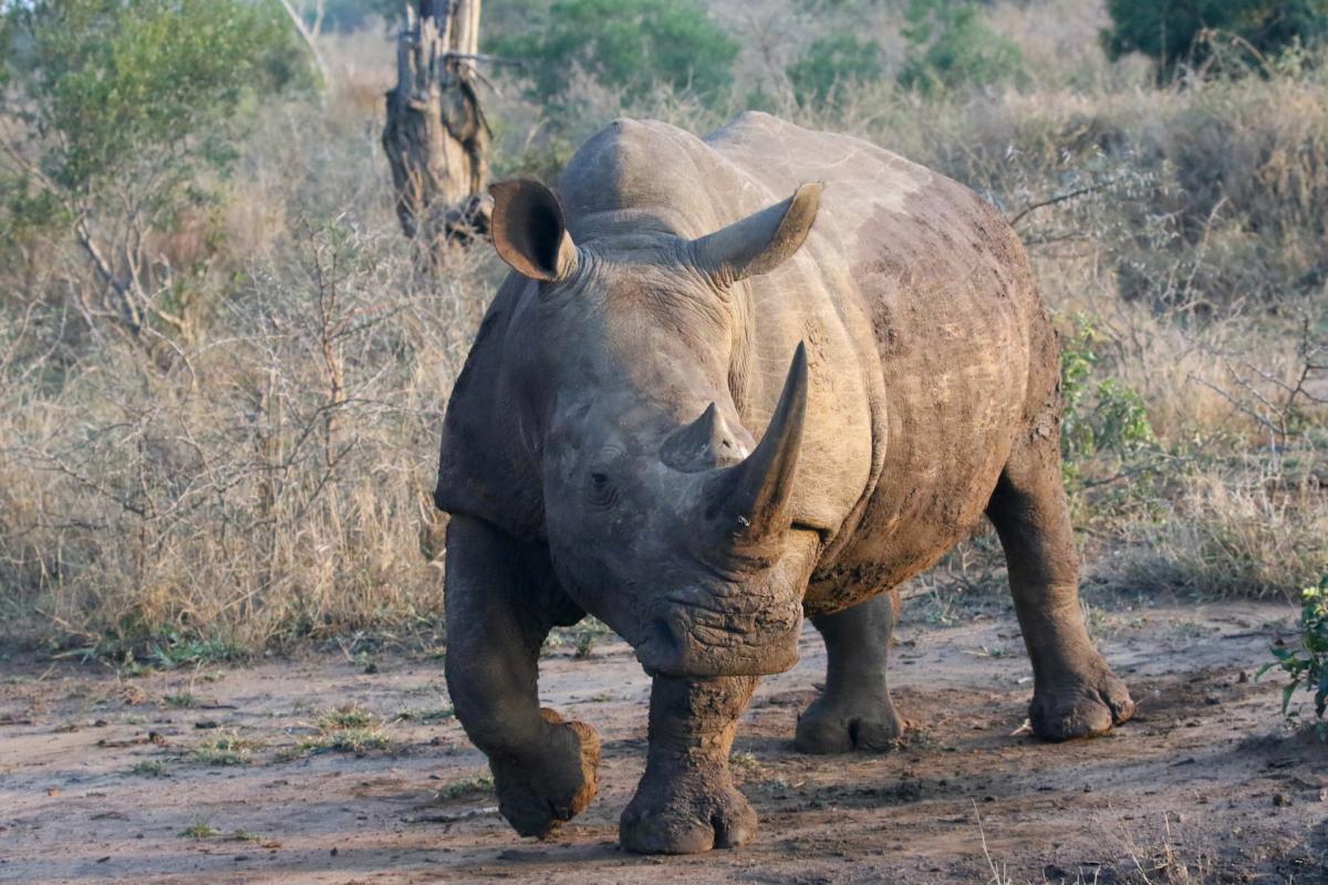swaziland rhino